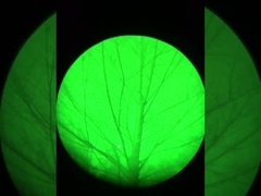 Efecto de la visión nocturna